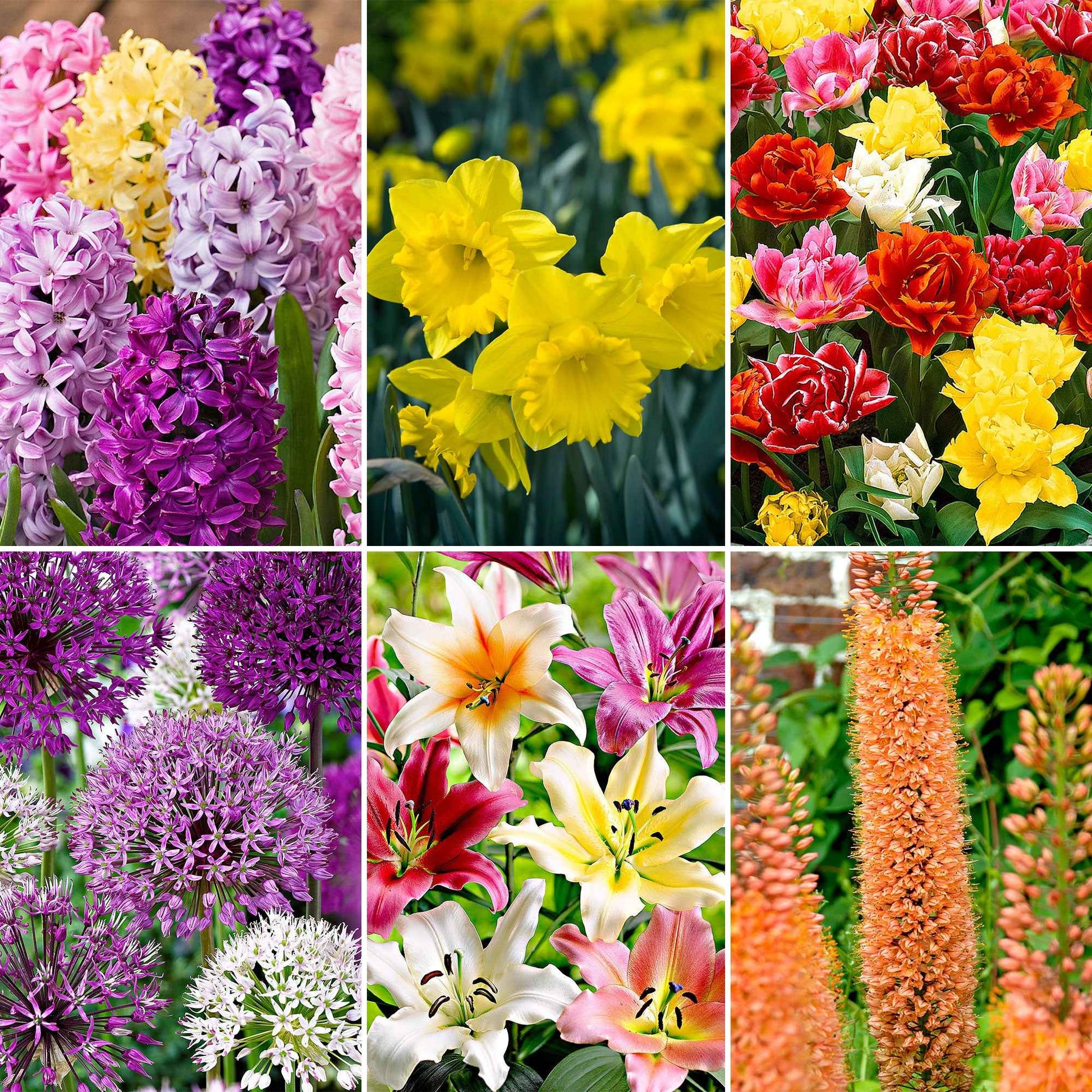 81x Pack de bulbes de fleurs '120 jours de floraison de février à août' - Arbustes à papillons et plantes mellifères