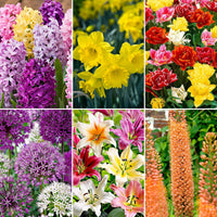 81x Pack de bulbes de fleurs '120 jours de floraison de février à août' - Bulbes de fleurs attirant les abeilles et les papillons