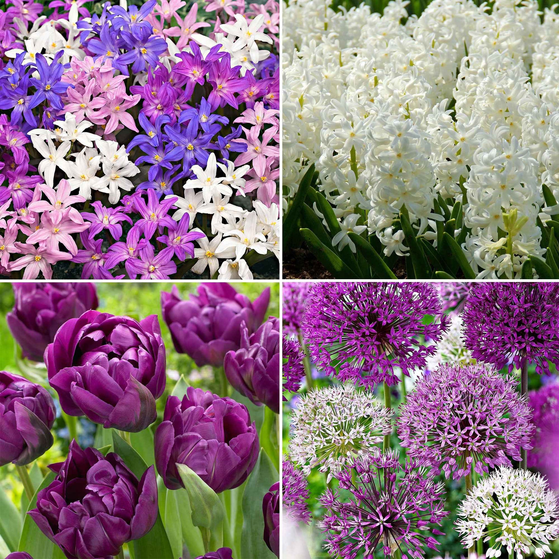 88x Pack de bulbes de fleurs '90 jours de floraison de mars à juin' violet-blanc - Bulbes de fleurs attirant les abeilles et les papillons