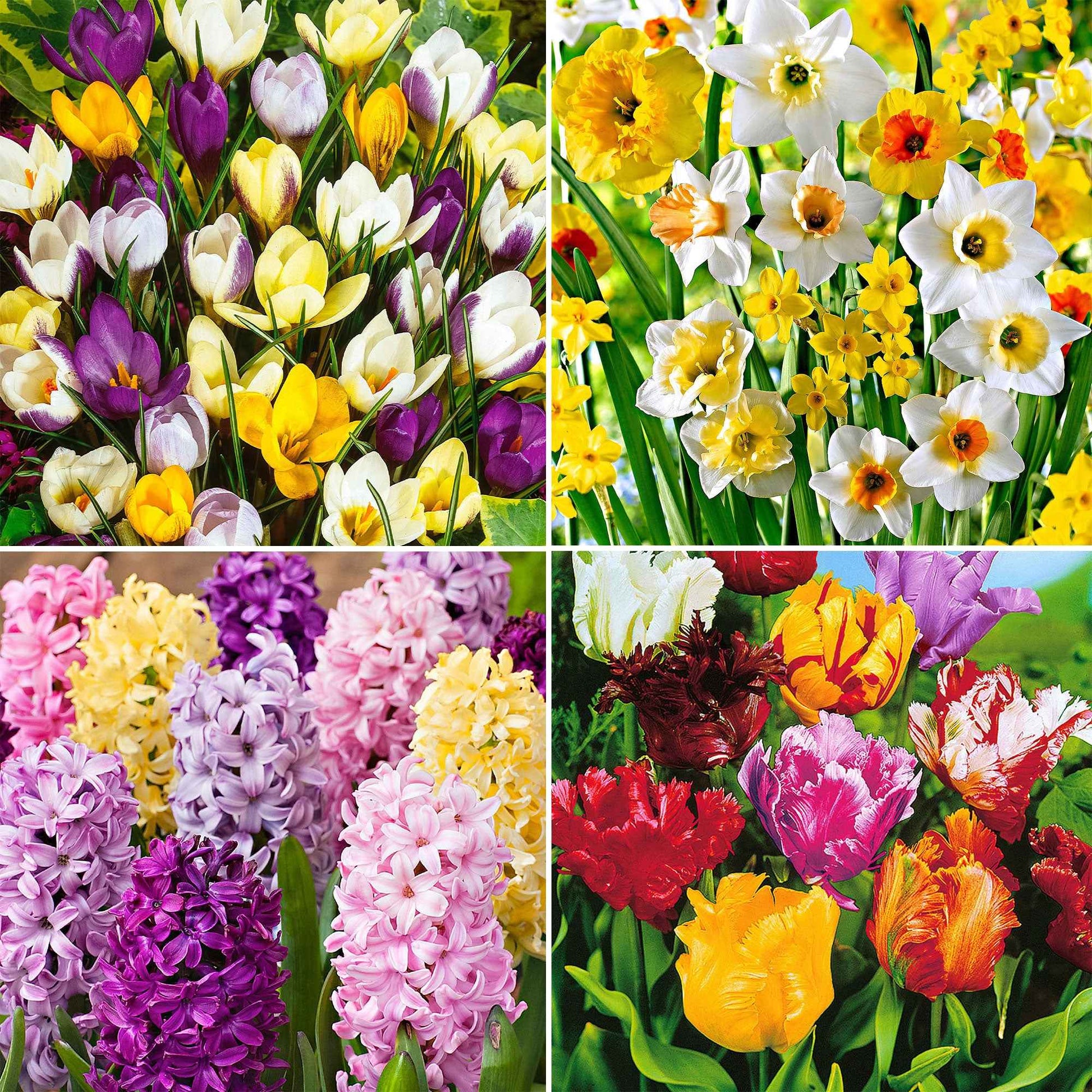 110x Pack de bulbes de fleurs '90 jours de floraison de février à mai' - Arbustes à papillons et plantes mellifères