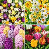110x Pack de bulbes de fleurs '90 jours de floraison de février à mai' - Bulbes de fleurs attirant les abeilles et les papillons