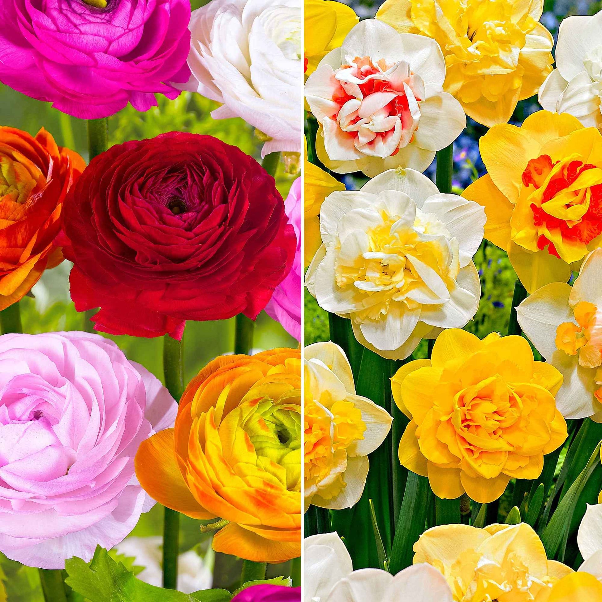 75x Renoncules et Narcisses - Mélange 'Summer Party' + 'Double Flowers' - Bulbes de fleurs populaires