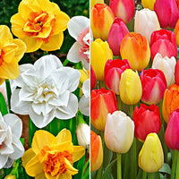 40x Tulipe et narcisse - Mélange 'Colour carousel' - Bulbes de fleurs pour la terrasse et le balcon