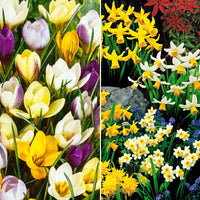 100x Narcisse et crocus - Mélange 'The mini-collection' - Bulbes de fleurs attirant les abeilles et les papillons