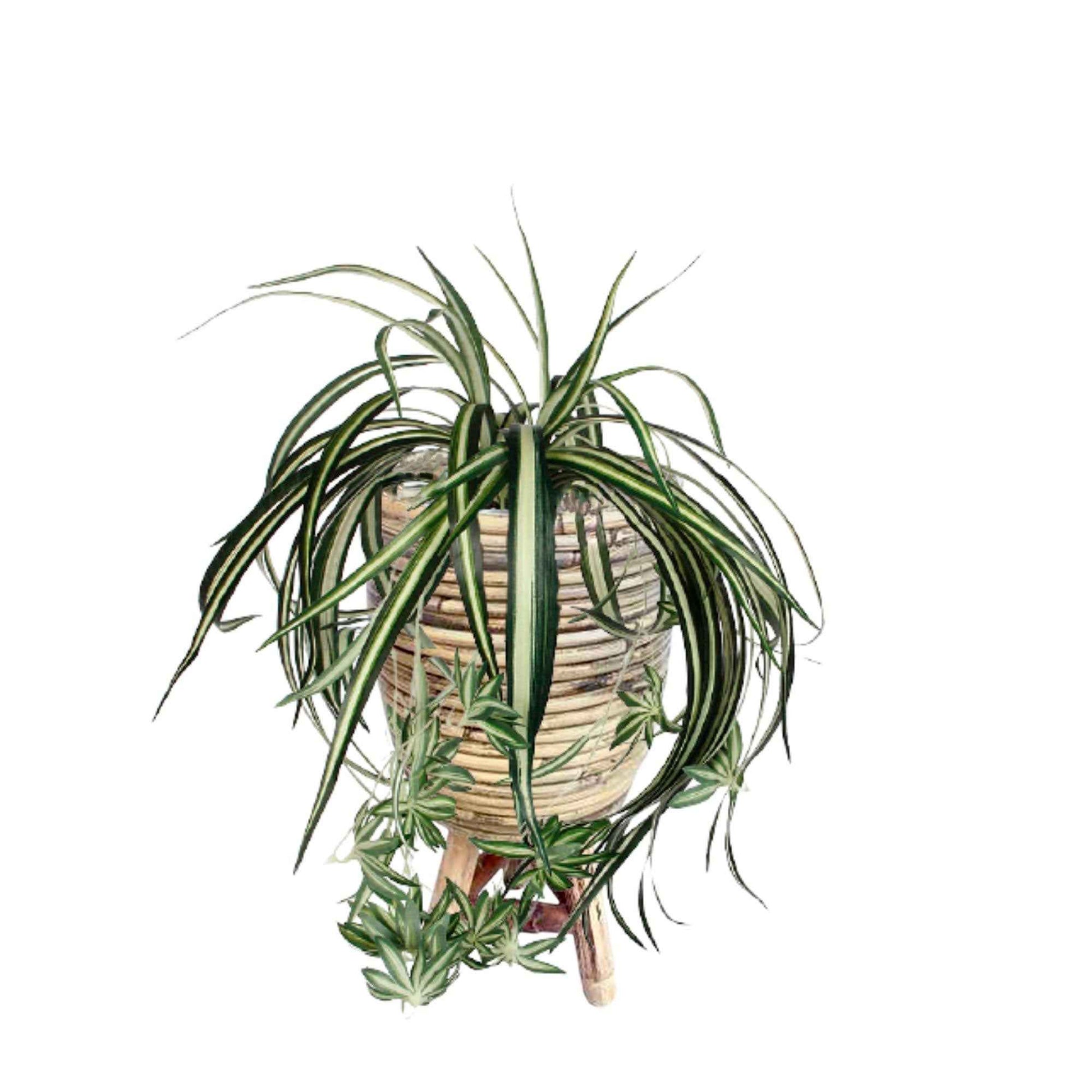 Chlorophytum artificiel à suspendre avec cache-pot marron - Ensembles de plantes artificielles