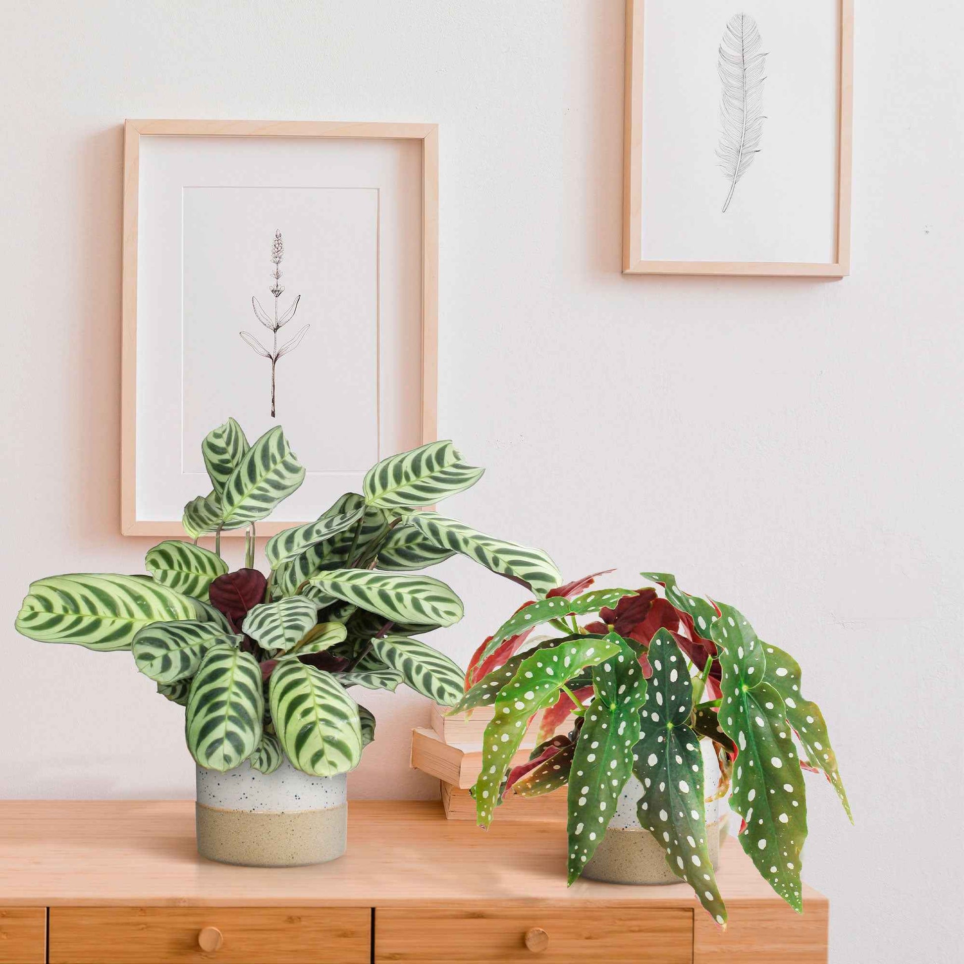 1x Begonia maculata + 1x Ctenanthe burle marxii - Ensembles de plantes d'intérieur