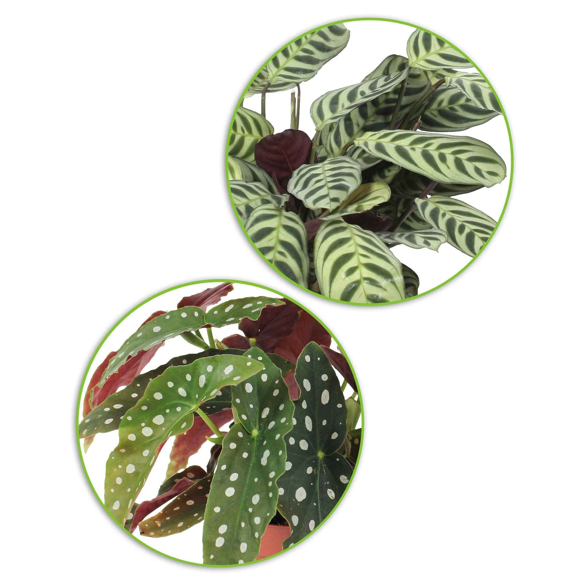 1x Begonia maculata + 1x Ctenanthe burle marxii - Lots de plantes