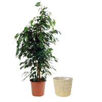 Figuier pleureur Ficus benjamina 'Danielle' avec panier en osier naturel - Plantes d'intérieur avec cache-pot