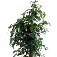 Figuier pleureur Ficus benjamina 'Danielle' avec panier en osier naturel - Plantes d'intérieur