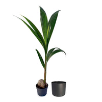 Cocotier Cocos nucifera avec pot décoratif - Plantes vertes d'intérieur