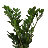 Frangipanier Zamioculcas zamiifolia avec cache-pot blanc - Facile d’entretien