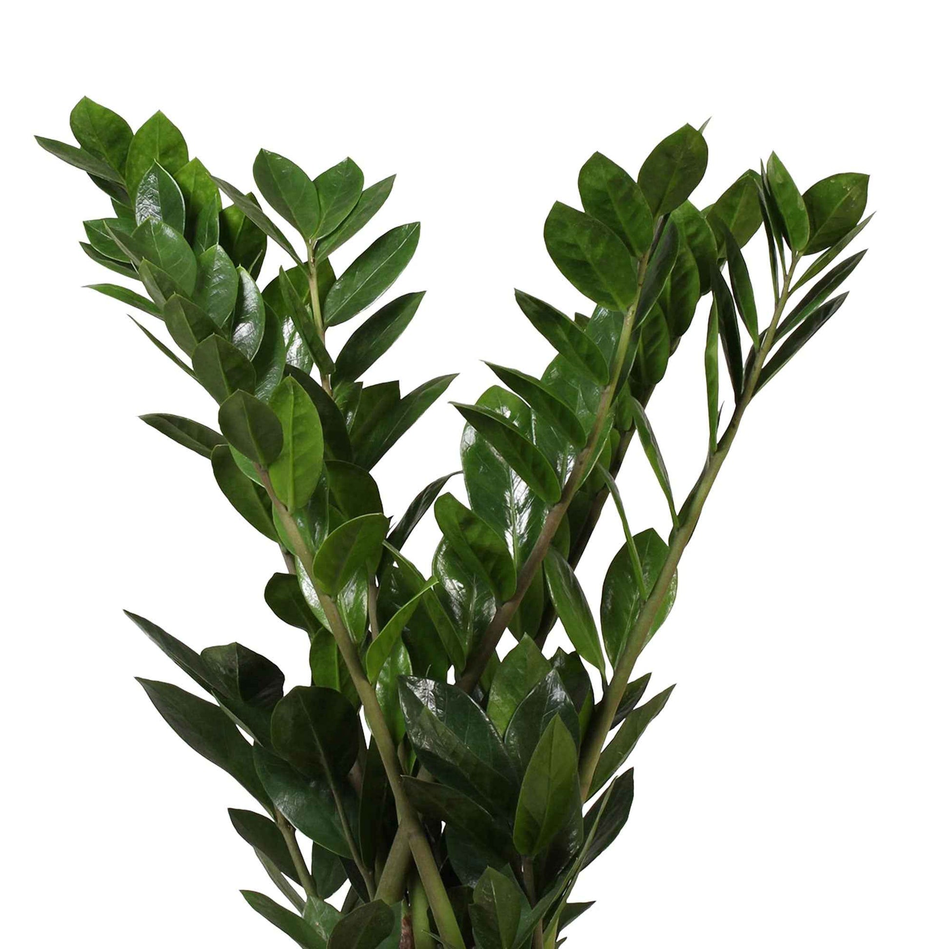 Frangipanier Zamioculcas zamiifolia avec cache-pot blanc - Facile d’entretien