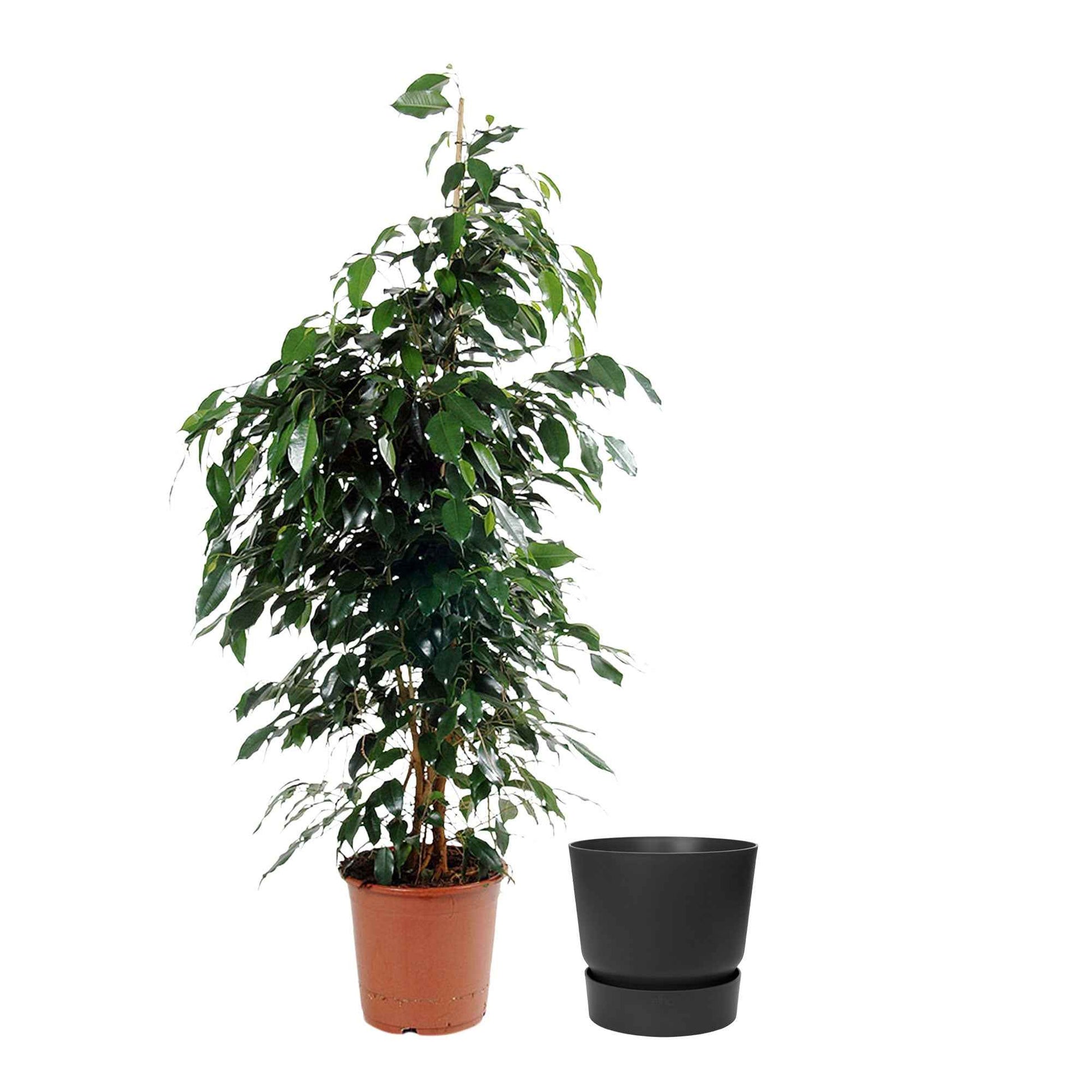 Figuier pleureur Ficus benjamina 'Danielle' avec cache-pot noir - Plantes d'intérieur populaires