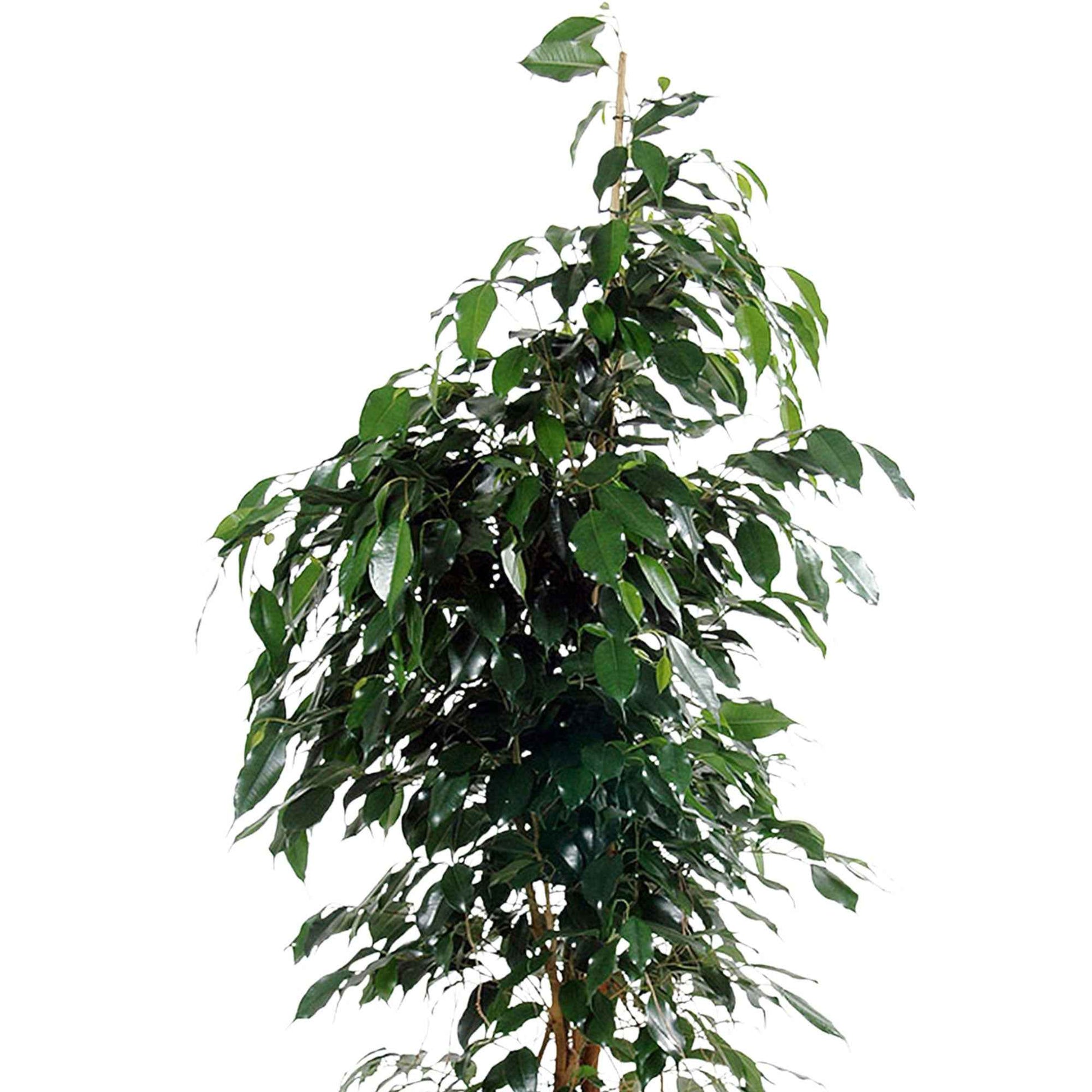 Figuier pleureur Ficus benjamina 'Danielle' avec cache-pot noir - Plantes d'intérieur avec cache-pot