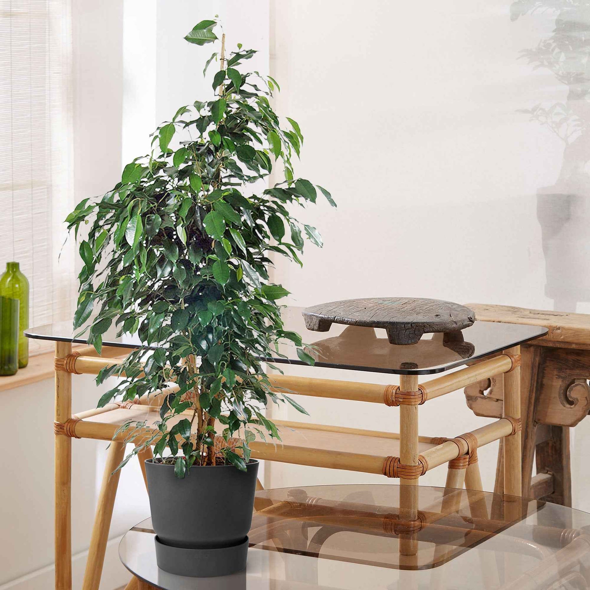 Figuier pleureur Ficus benjamina 'Danielle' avec cache-pot noir - Grandes plantes d'intérieur