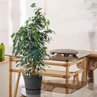 Figuier pleureur Ficus benjamina 'Danielle' avec cache-pot noir - Plantes d'intérieur