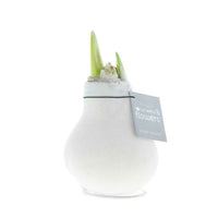 Wax Amaryllis Hippeastrum 'Velvet ' blanc - Bulbes de fleurs populaires