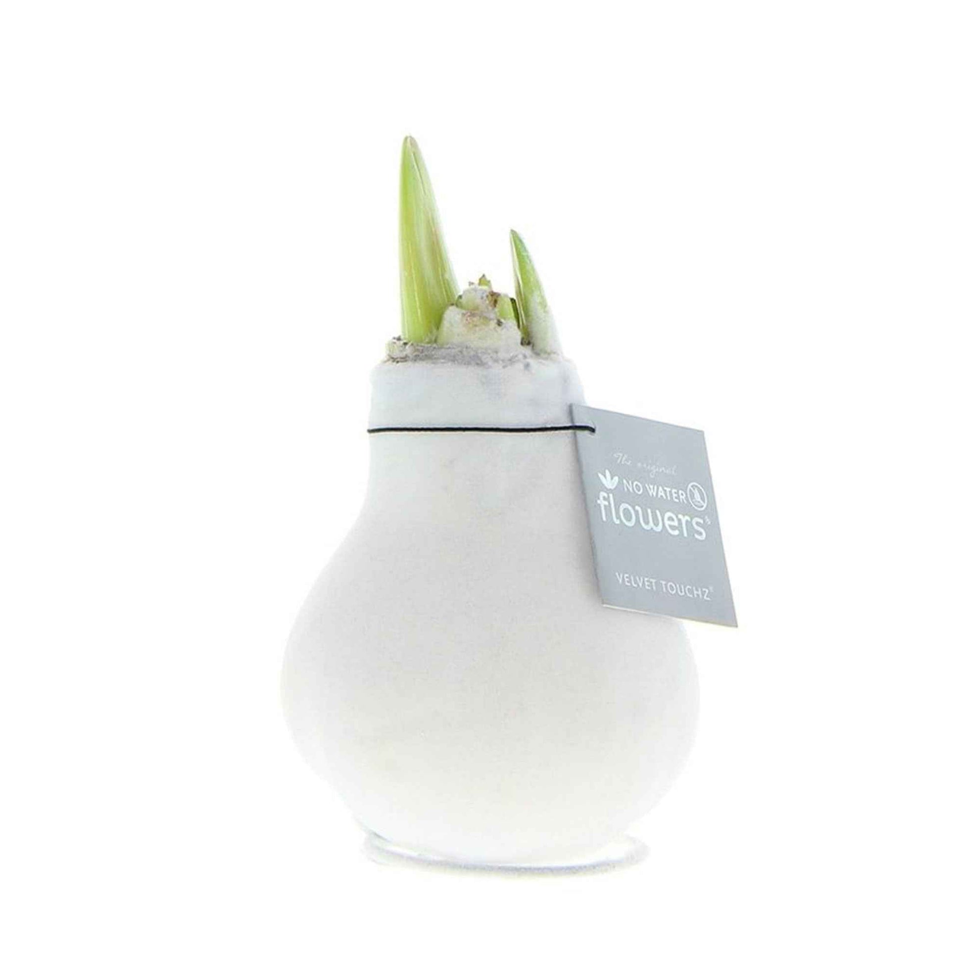 Wax Amaryllis Hippeastrum 'Velvet ' blanc - Bulbes de fleurs populaires
