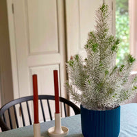 Conifères Pinus  pinea Pin parasol  - Mini sapin de Noël - Arbres
