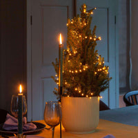 Épicéa nain Picea glauca Conica  - Mini sapin de Noël - Arbres