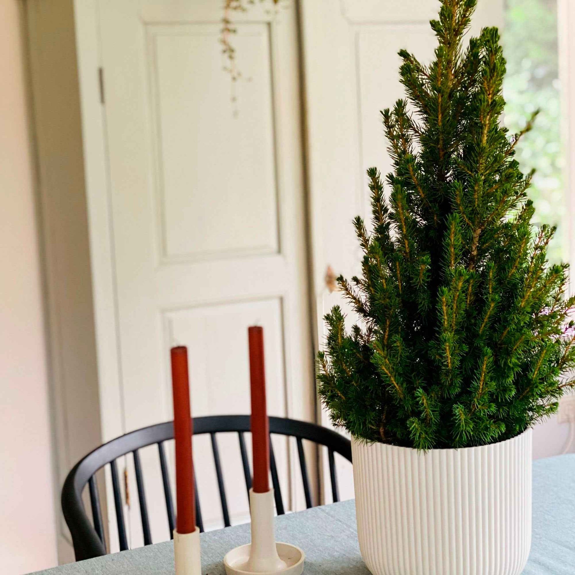 Épicéa nain Picea glauca Conica  - Mini sapin de Noël - Caractéristiques des plantes