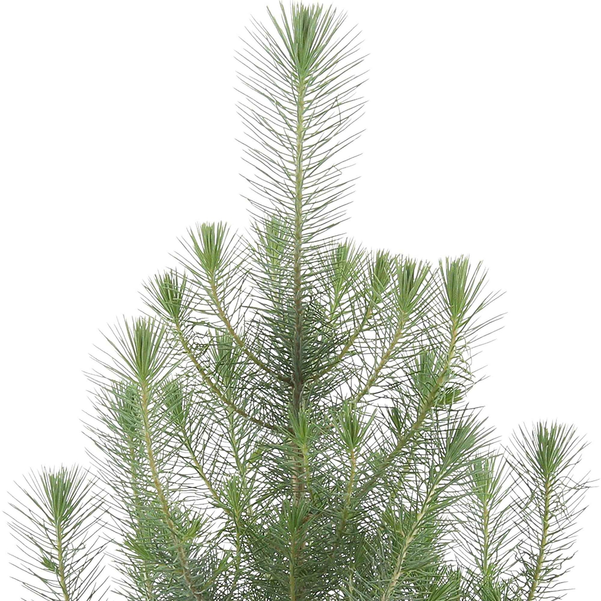 Conifères Pinus 'Silver Crest' avec cache-pot vert - Arbres