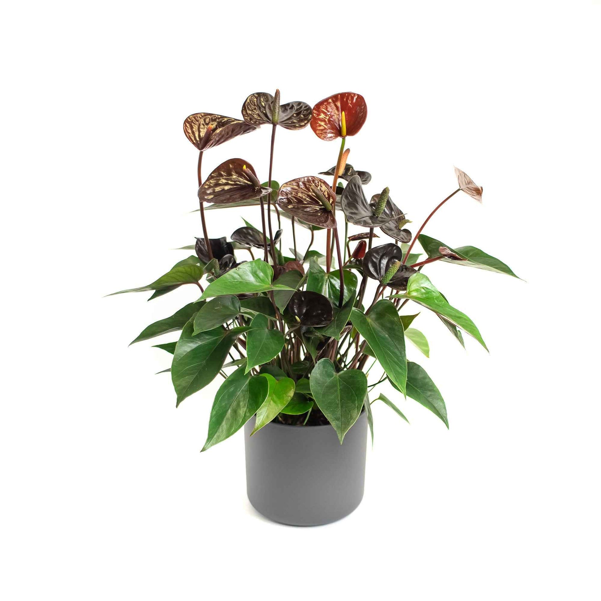 Langue de feu Anthurium andreanum Noir avec pot décoratif - Petites plantes d'intérieur