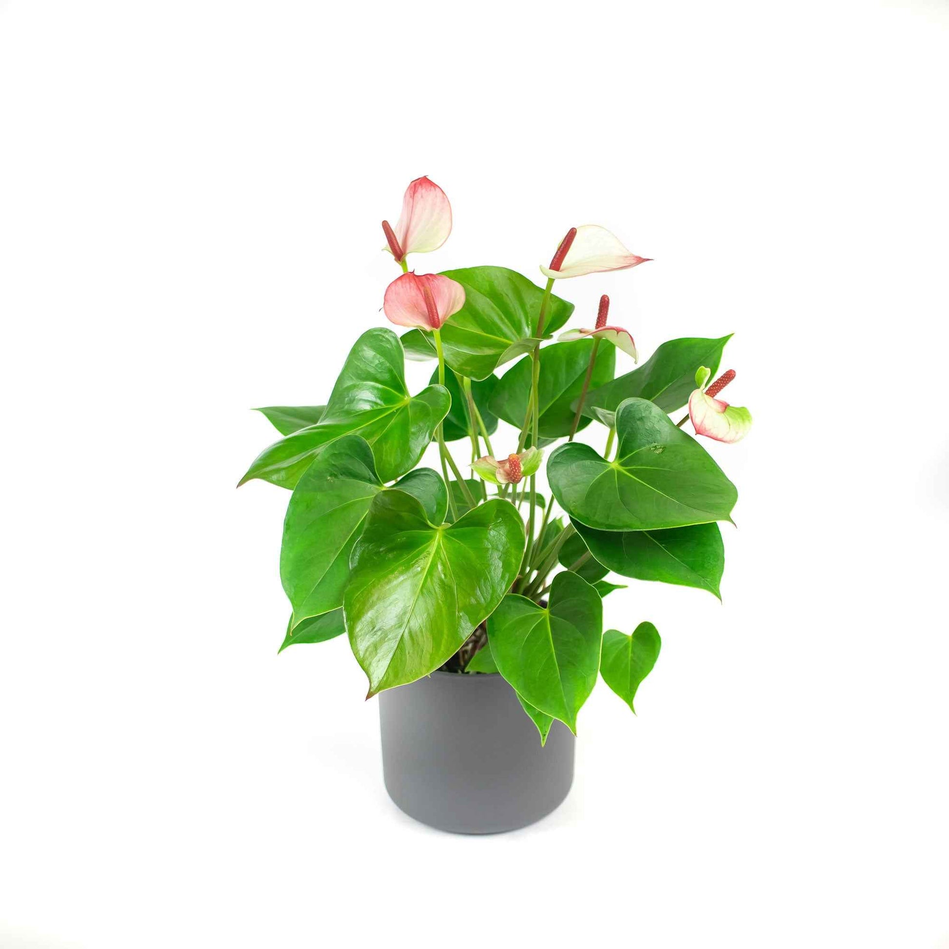 Langue de feu Anthurium 'Hotlips' Rose-Blanc avec pot décoratif - Plantes d'intérieur