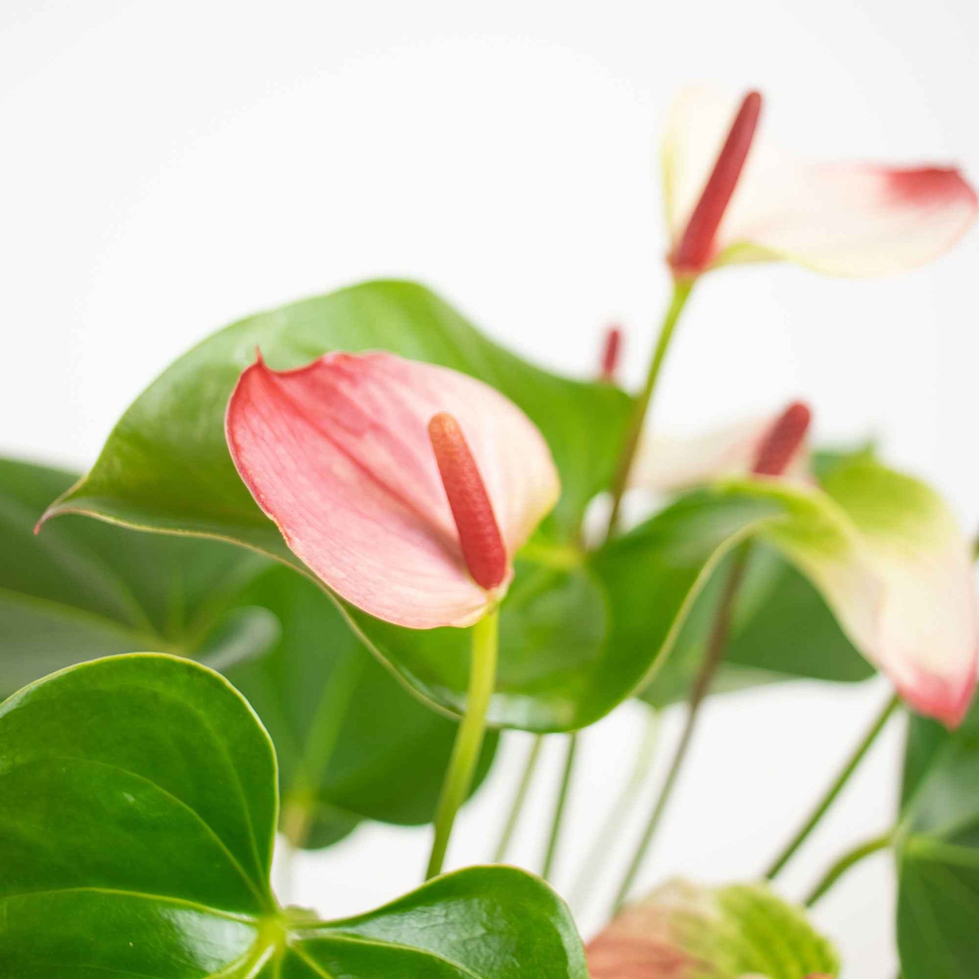 Langue de feu Anthurium 'Hotlips' Rose-Blanc avec pot décoratif - Anthurium