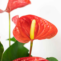 Langue de feu Anthurium andreanum Rouge avec pot décoratif - Langue de feu - Anthurium