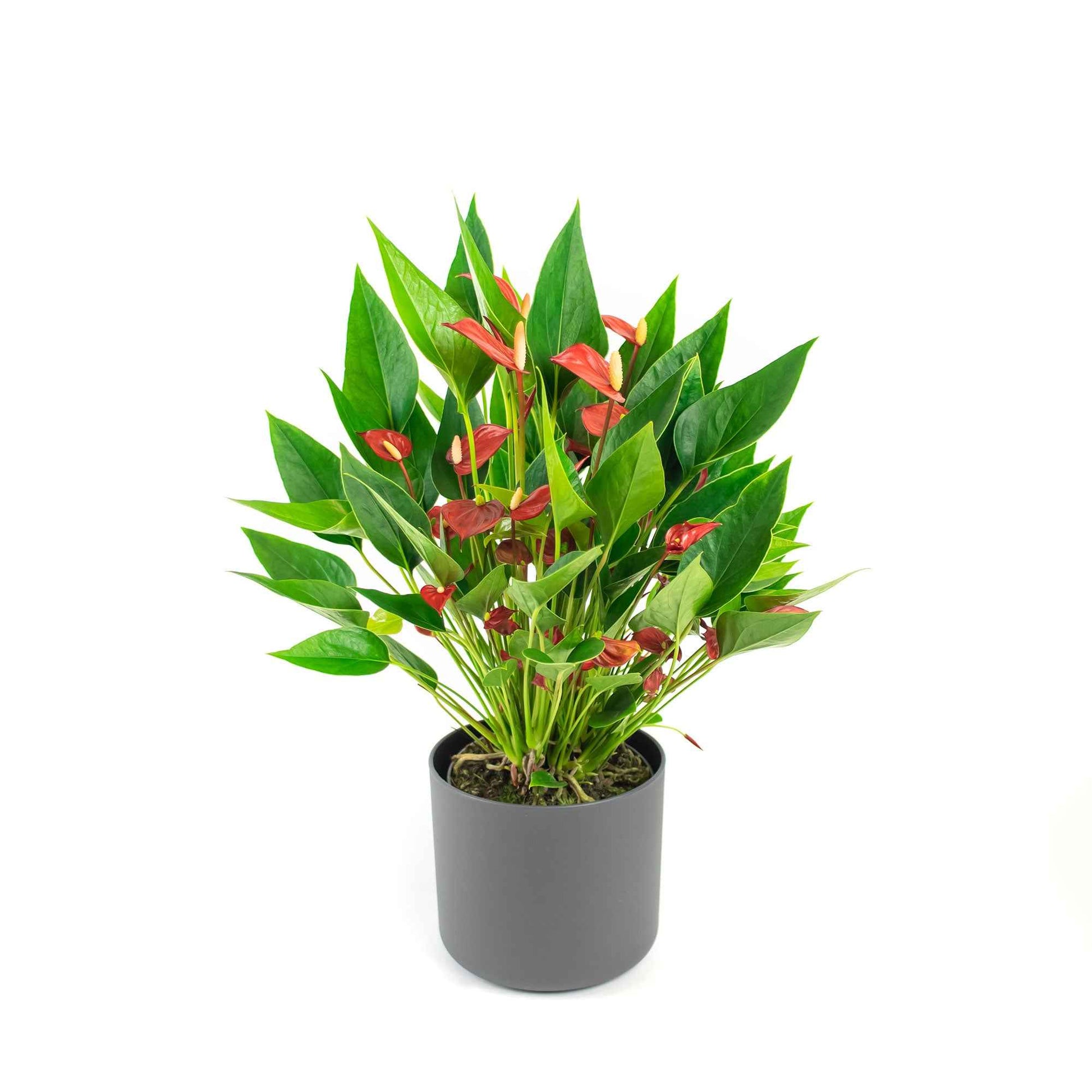 Langue de feu Anthurium 'Million Flowers' Rouge avec pot décoratif - Plantes d'intérieur