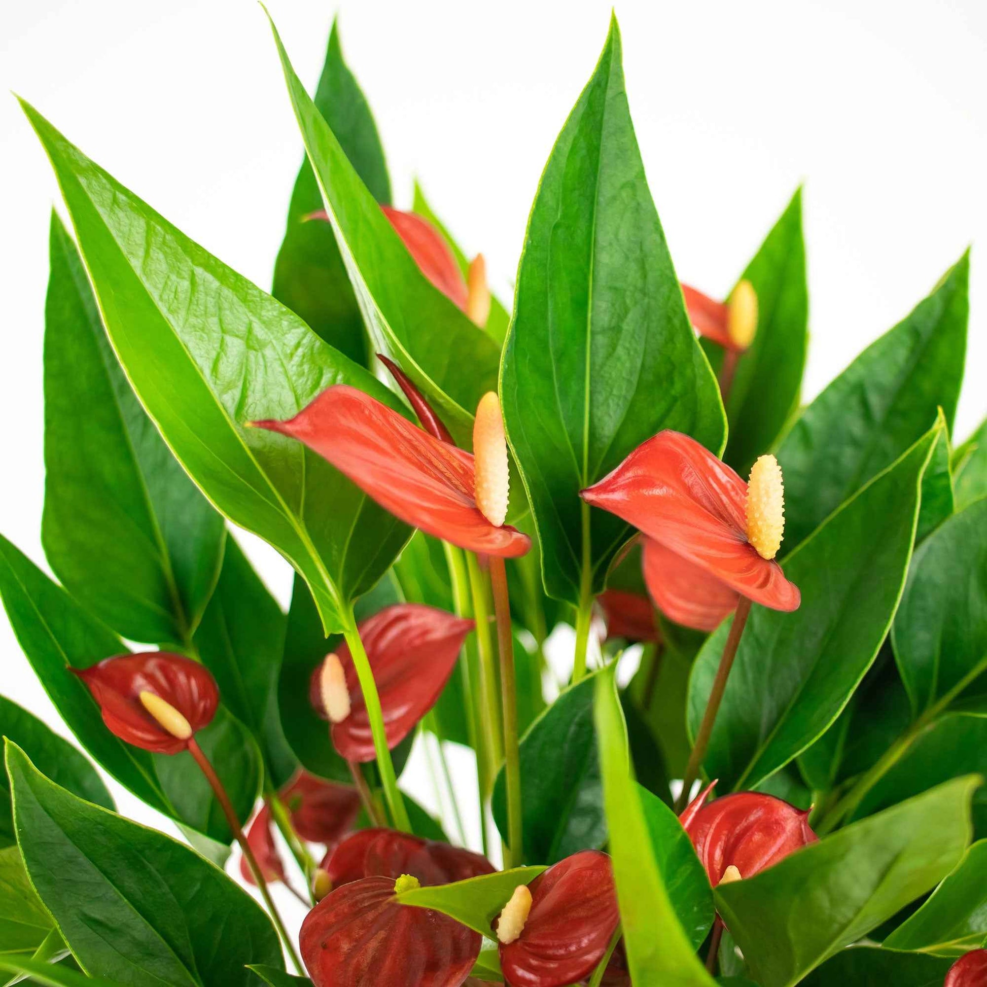 Langue de feu Anthurium 'Million Flowers' Rouge avec pot décoratif - Anthurium