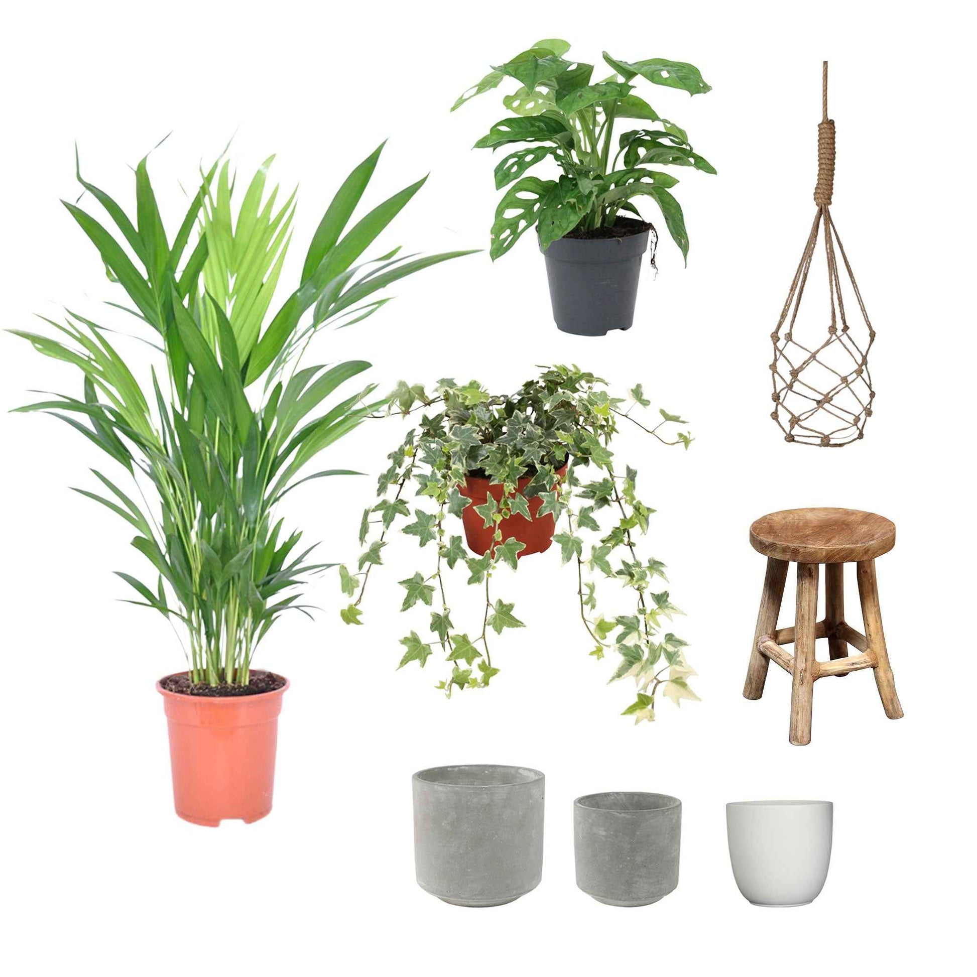 3x Plantes d'intérieur - Mix 'Tropical House' Avec cache-pots - Idées cadeaux