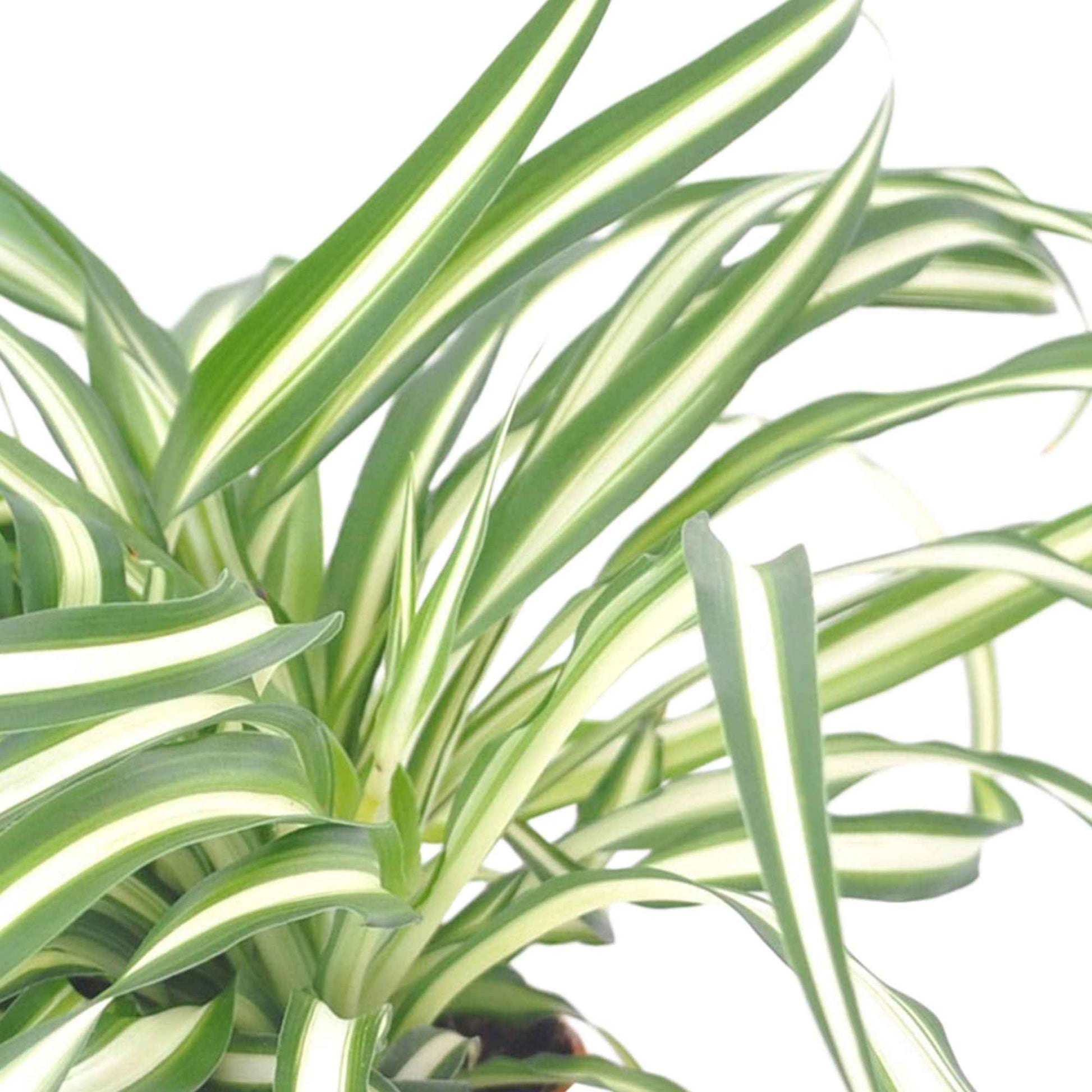 Plante-araignée Chlorophytum 'Atlantic' avec pot décoratif et tabouret - Petites plantes d'intérieur
