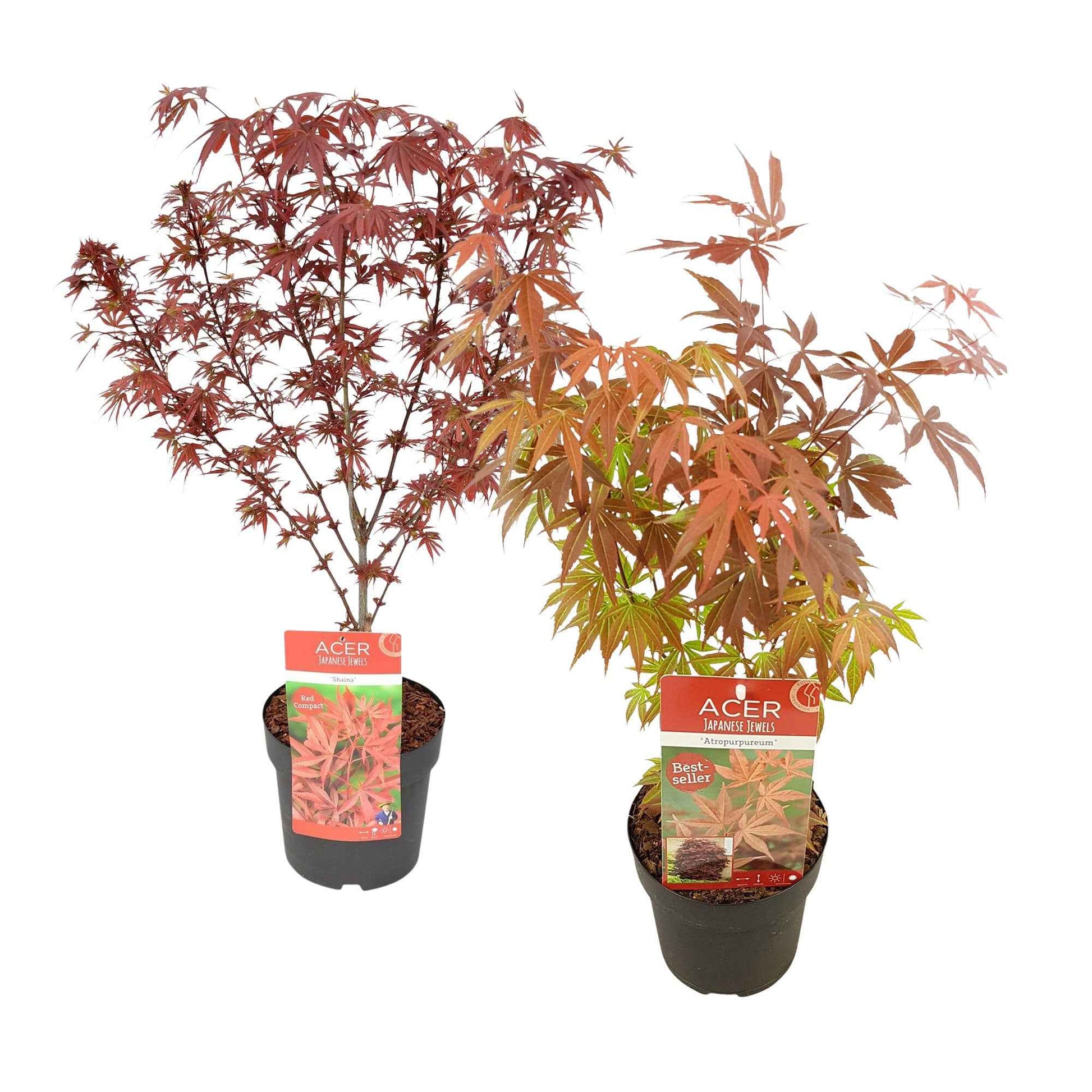 2x Érable du Japon Acer 'Atropurpureum' + 'Shaina' rouge - Arbustes