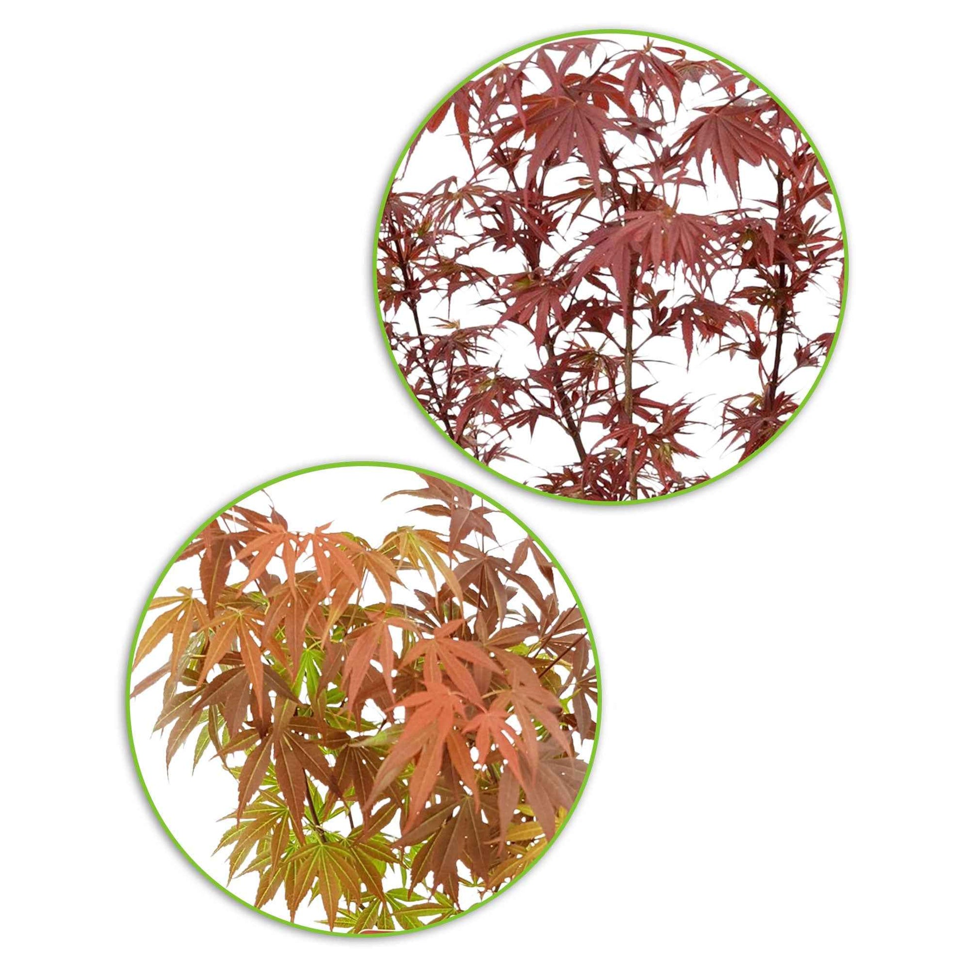 2x Érable du Japon Acer 'Atropurpureum' + 'Shaina' rouge - Caractéristiques des plantes