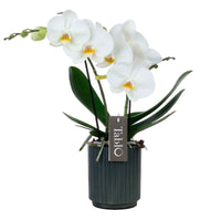 Orchidée papillon Phalaenopsis 'Tablo Champagne' Blanc avec pot décoratif - Orchidées