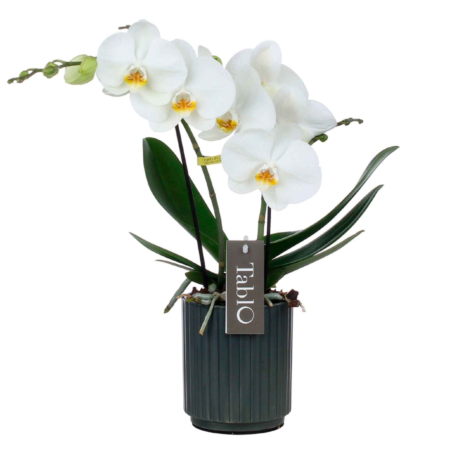 Orchidée papillon Phalaenopsis 'Tablo Champagne' Blanc avec pot décoratif - Orchidées