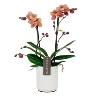 Orchidée papillon Phalaenopsis 'Monaco' Orangé avec pot décoratif - Orchidée - Phalaenopsis