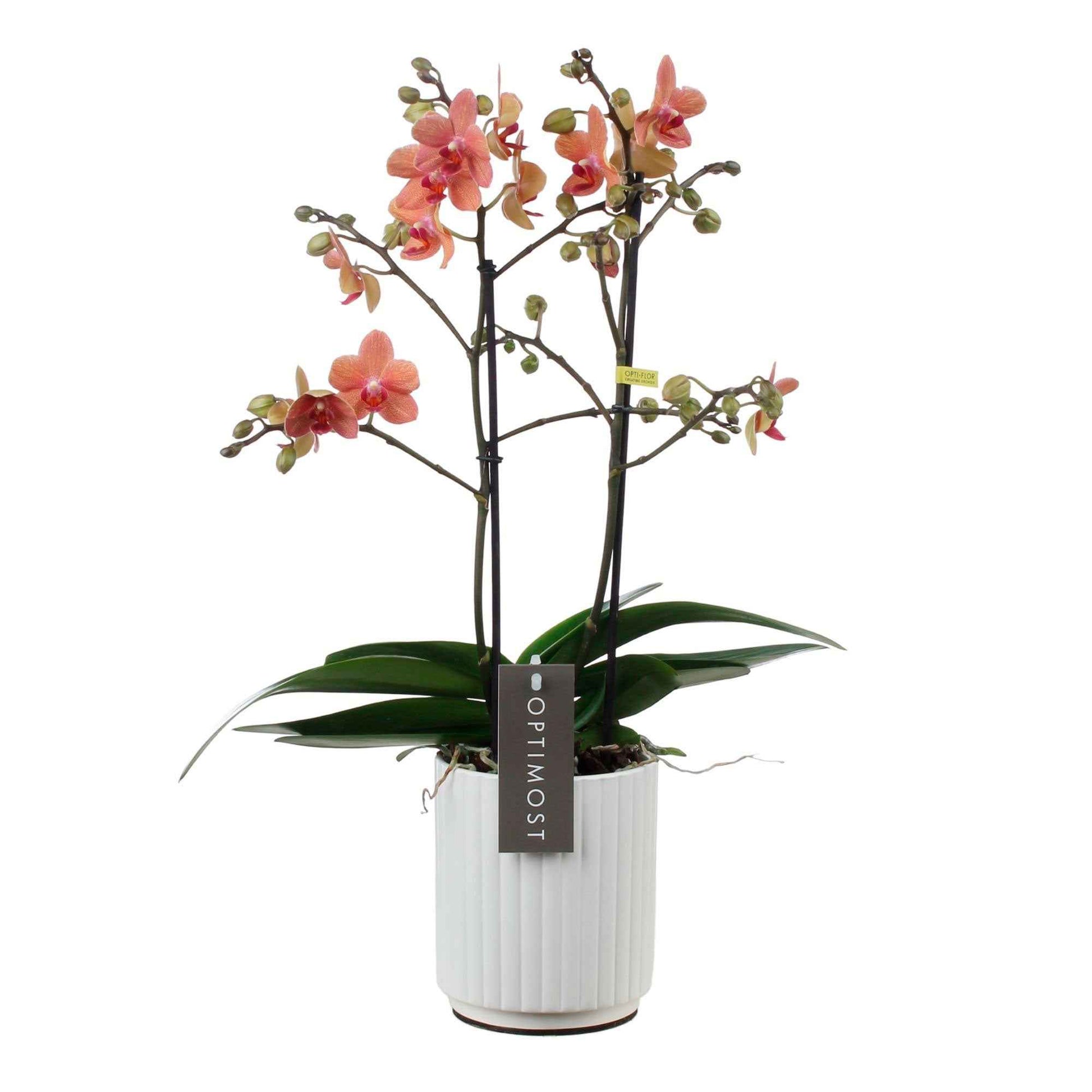 Orchidée Phalaenopsis 'Optimost Sunset Love' Orangé avec pot décoratif - Orchidée - Phalaenopsis