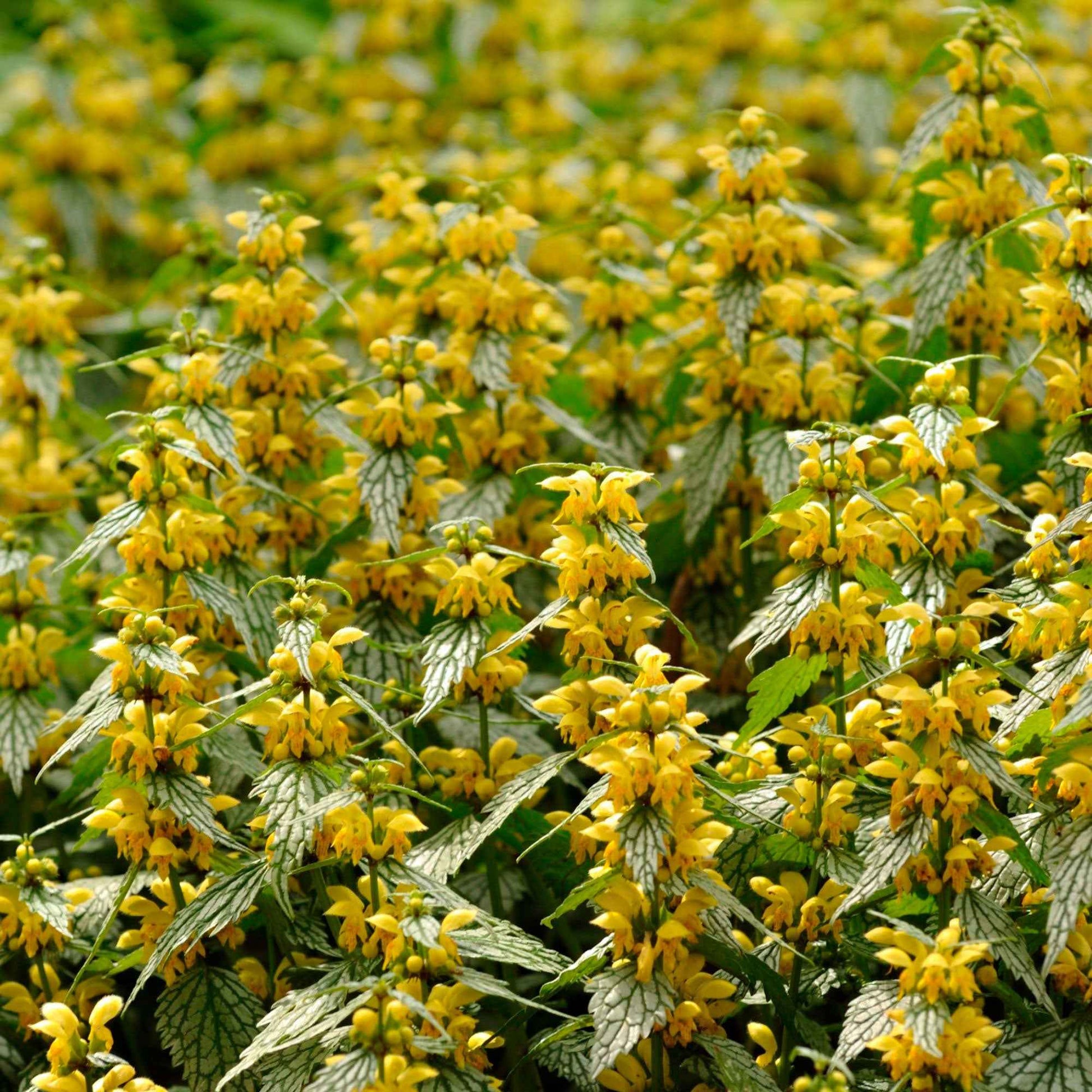 Lamier jaune Lamiastrum galeobdolon jaune Biologique - Caractéristiques des plantes