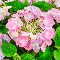 Hortensia paysan Hydrangea 'Teller' Rose - Arbustes à fleurs