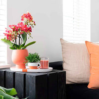 1x Orchidée Phalaenopsis + 1x Rhipsalis Prismatica orange-vert avec cache-pots en terre cuite - Ensembles et compositions