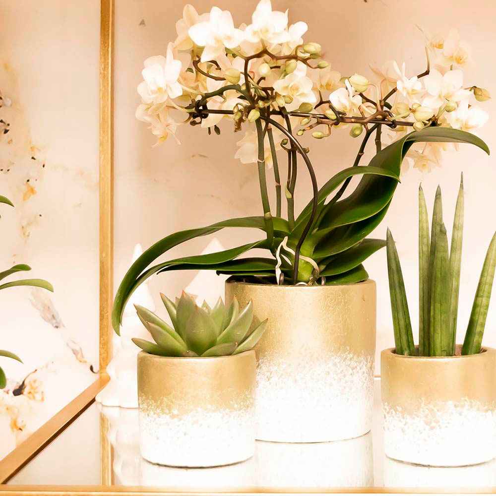 1x Orchidée Phalaenopsis +1x Succulente Crassula blanc-vert avec cache-pots dorés - Ensembles de plantes d'intérieur