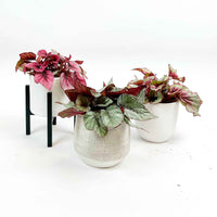 3x Bégonia Begonia - Mélange 'Bégonias Bright' avec cache-pots - Plantes d'intérieur