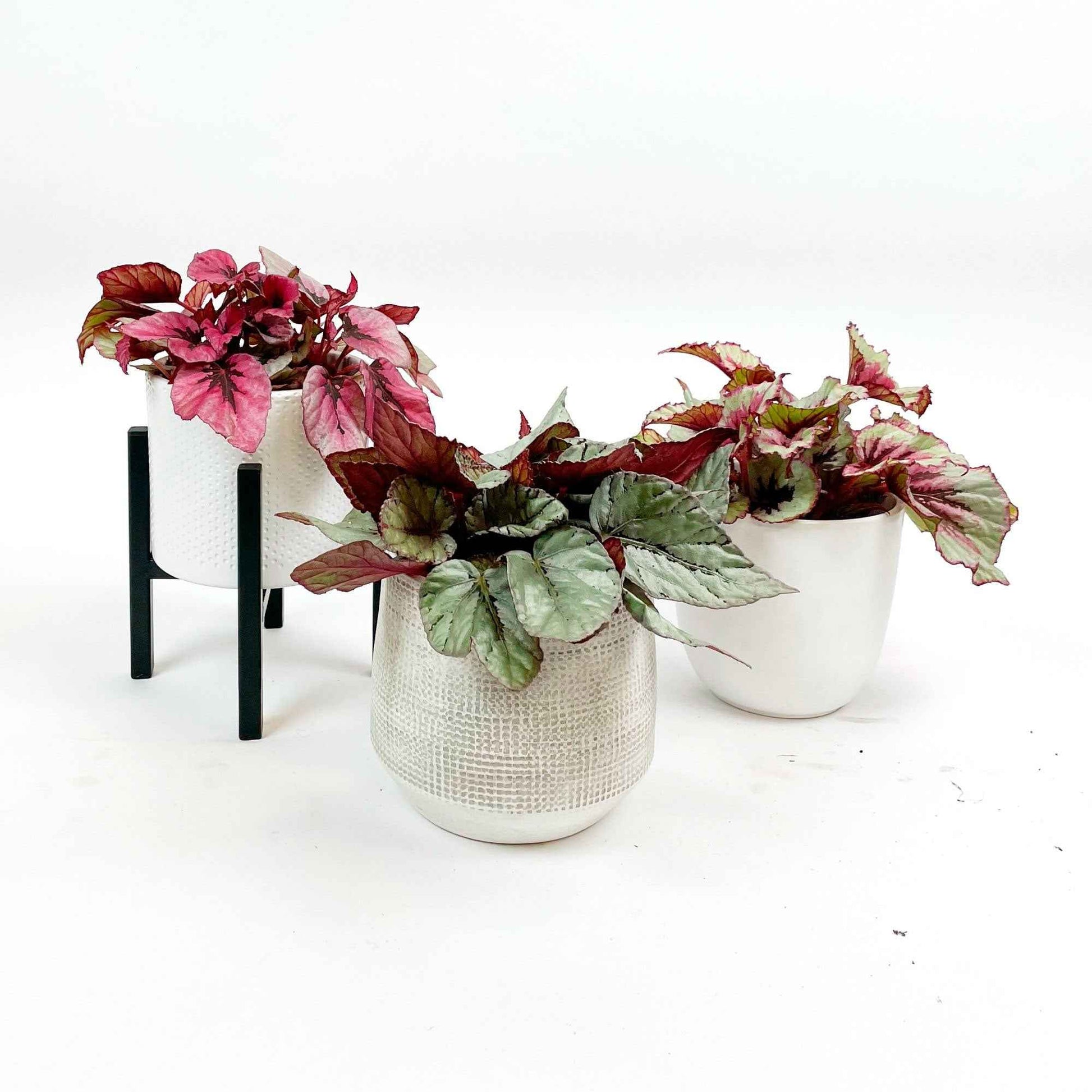 3x Bégonia Begonia - Mélange 'Bégonias Bright' avec cache-pots - Plantes d'intérieur : les tendances actuelles