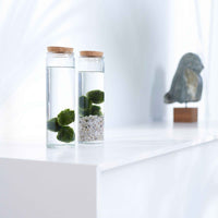 3x Marimo Boule de mousse  Chladophora  avec verre - Cadeaux Saint Valentin