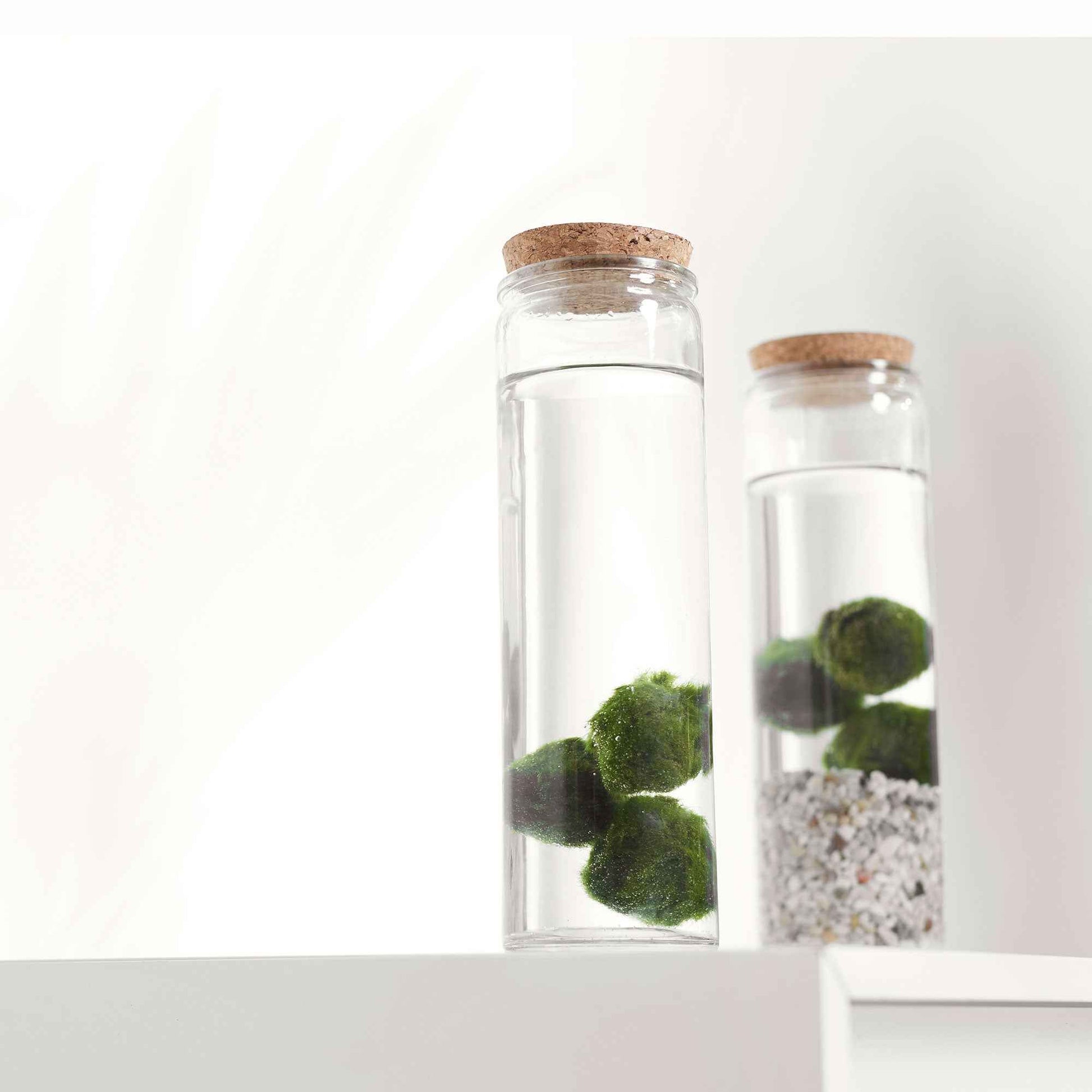 3x Marimo Boule de mousse  Chladophora  avec verre - Idées cadeaux