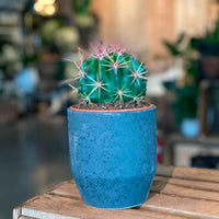 Cactus boule Ferocactus stainesii - Petites plantes d'intérieur