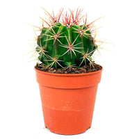 Cactus boule Ferocactus stainesii - Facile d’entretien